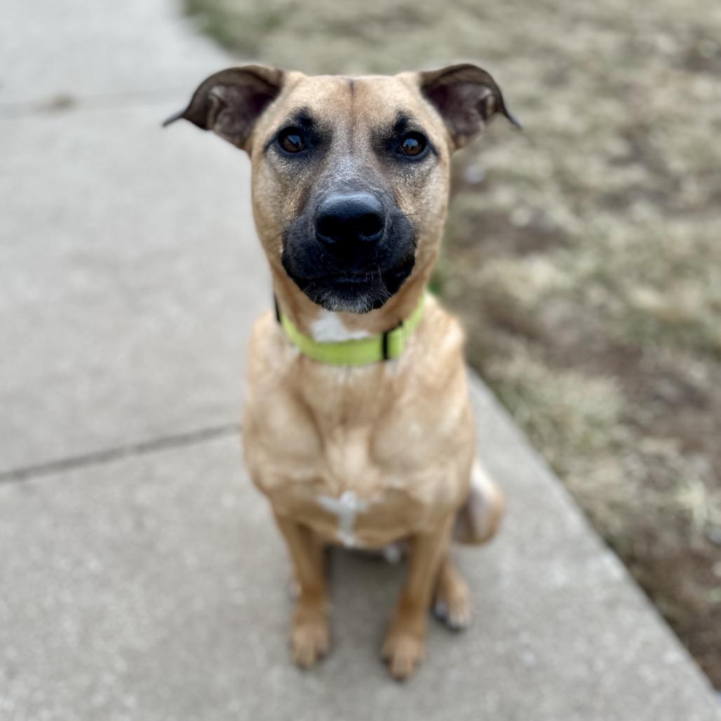 Doug, a Adoptable Black Mouth Cur in Lake Jackson, TX image 6/6
