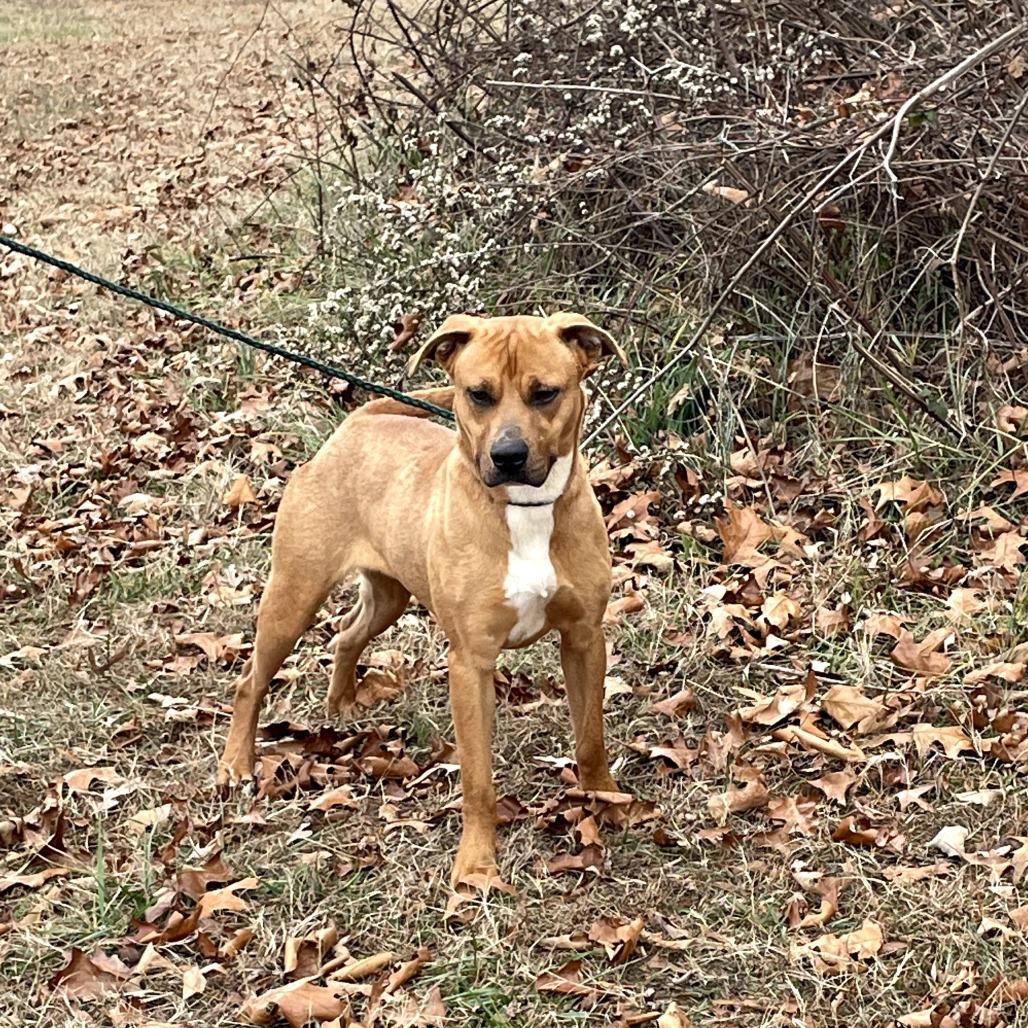 Enlarge #40 Ginger, a Adoptable Mixed Breed in Jefferson city, TN image 1/2