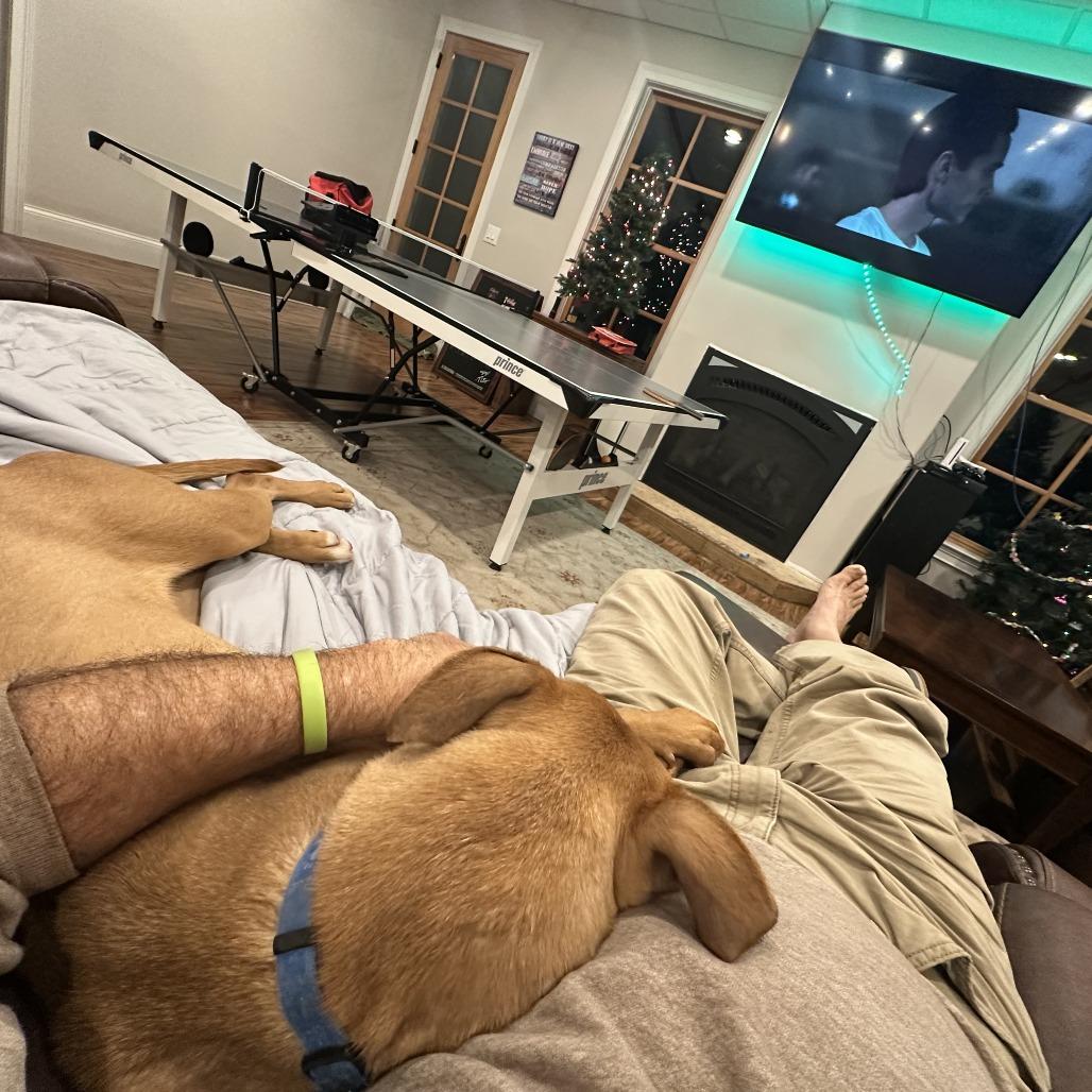 Enlarge Ginger, a Adoptable Mixed Breed in Jefferson city, TN image 2/6