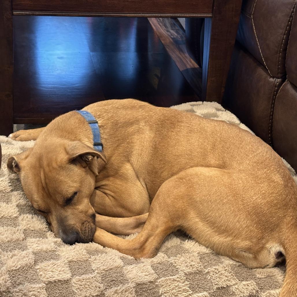 Enlarge Ginger, a Adoptable Mixed Breed in Jefferson city, TN image 3/6