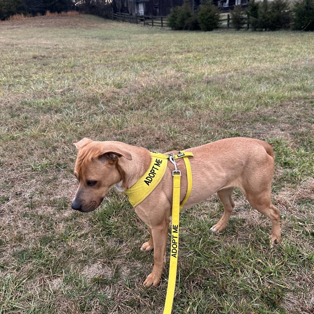 Enlarge Ginger, a Adoptable Mixed Breed in Jefferson city, TN image 6/6
