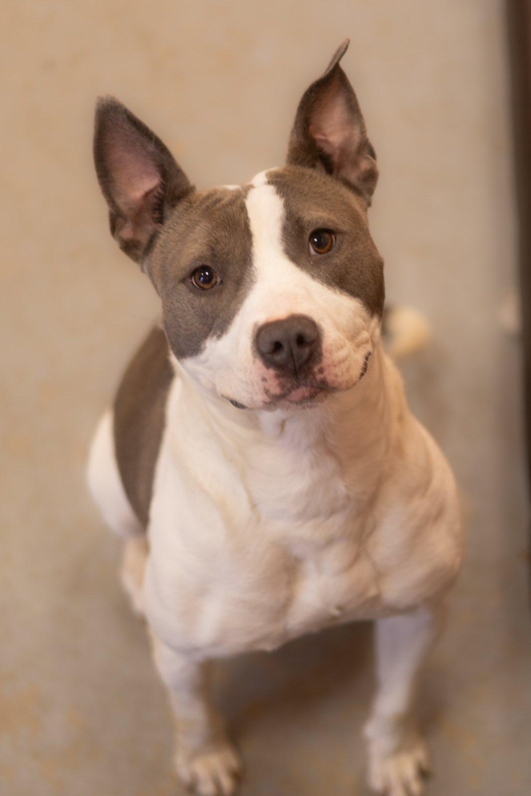 Delilah, Adoptable, Puppy Female Pit Bull Terrier.
