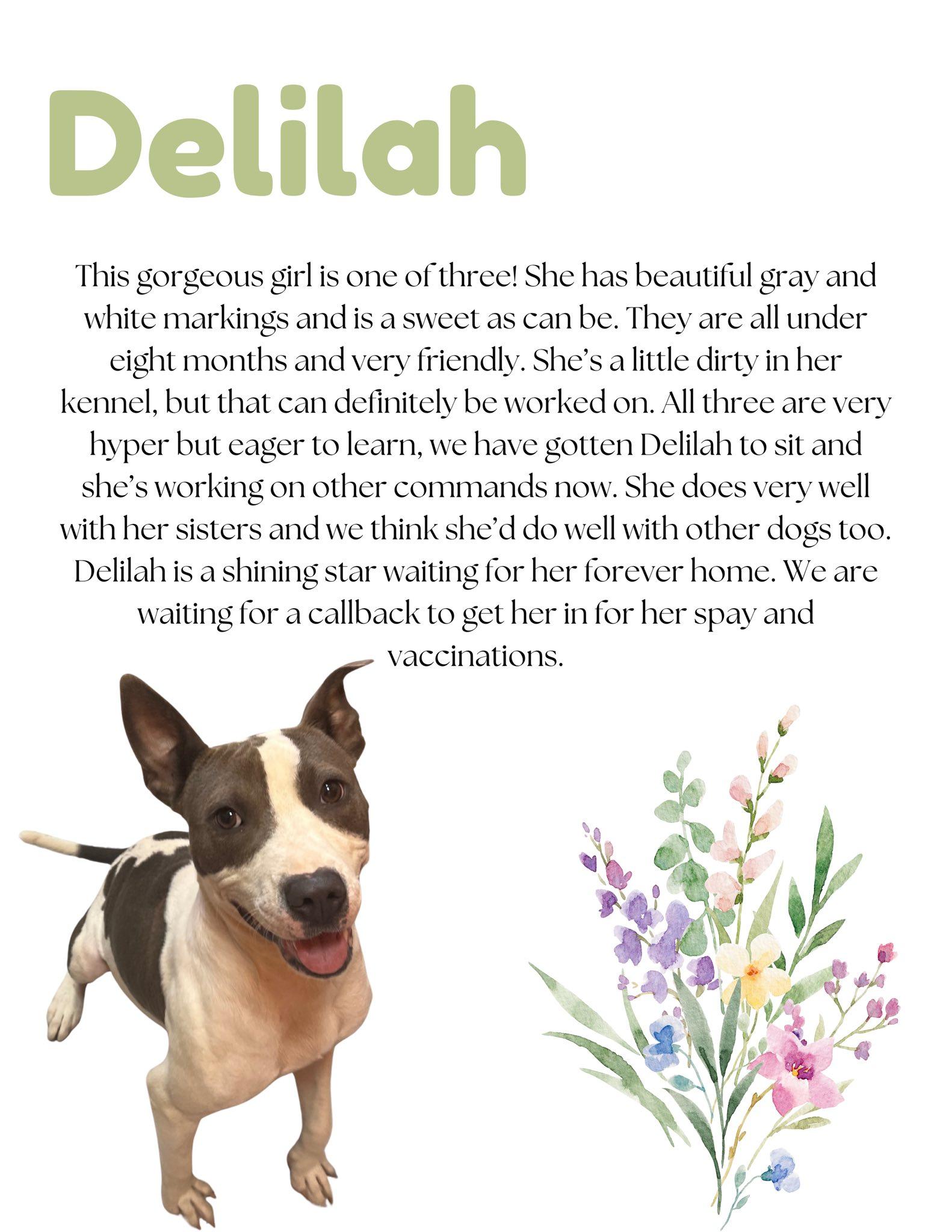 Delilah, Adoptable, Puppy Female Pit Bull Terrier.