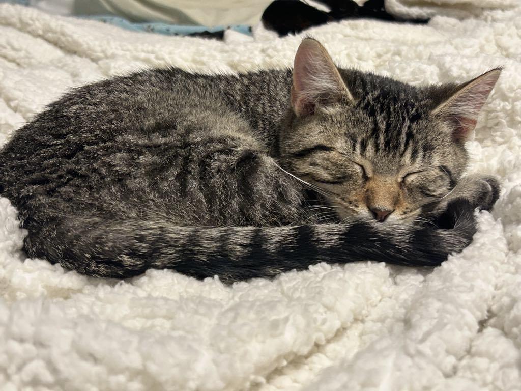 Enlarge The Frozen 7-Rudy, a Adoptable Domestic Medium Hair in Charles City, IA image 4/6