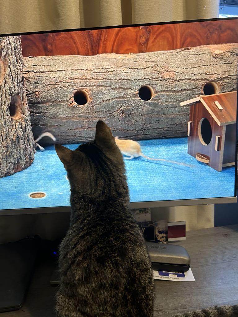 Enlarge The Frozen 7-Rudy, a Adoptable Domestic Medium Hair in Charles City, IA image 5/6