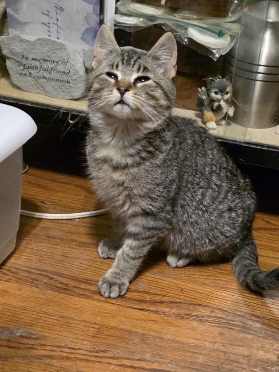 Enlarge The Frozen 7-Rudy, a Adoptable Domestic Medium Hair in Charles City, IA image 2/6