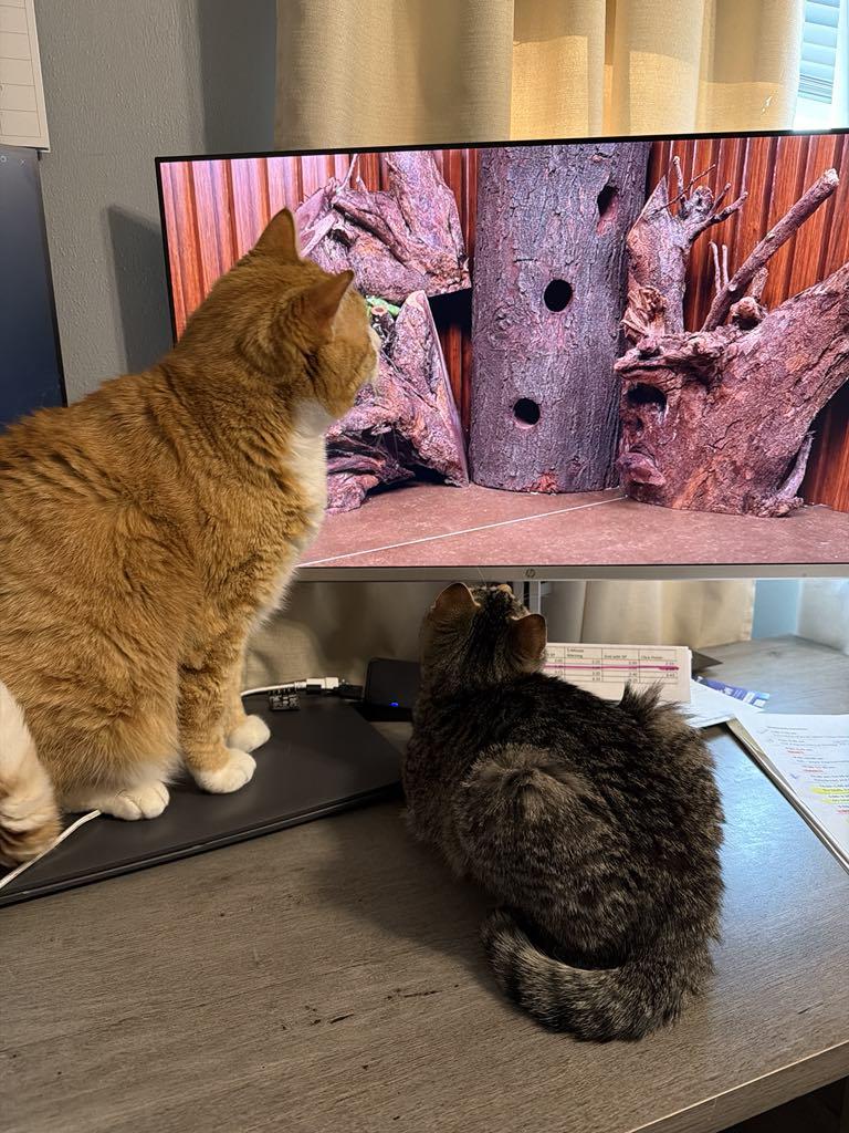 Enlarge The Frozen 7-Rudy, a Adoptable Domestic Medium Hair in Charles City, IA image 6/6