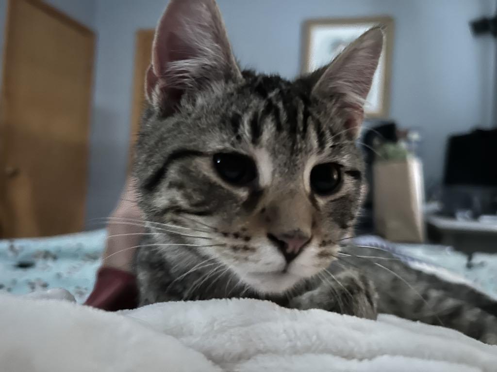 Enlarge The Frozen 7-Rudy, a Adoptable Domestic Medium Hair in Charles City, IA image 1/6