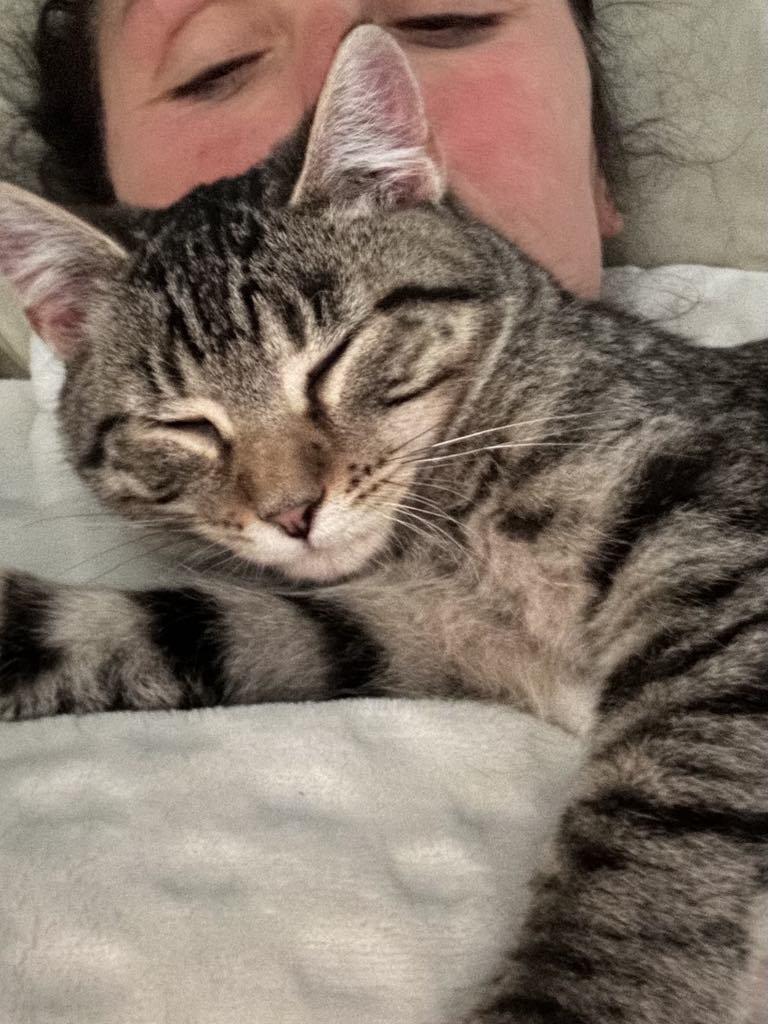 Enlarge The Frozen 7-Rudy, a Adoptable Domestic Medium Hair in Charles City, IA image 3/6