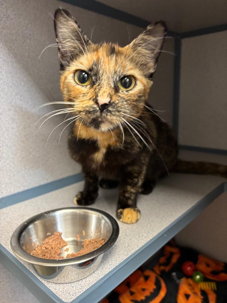 Linguine, Adoptable, Young Female Domestic Short Hair.