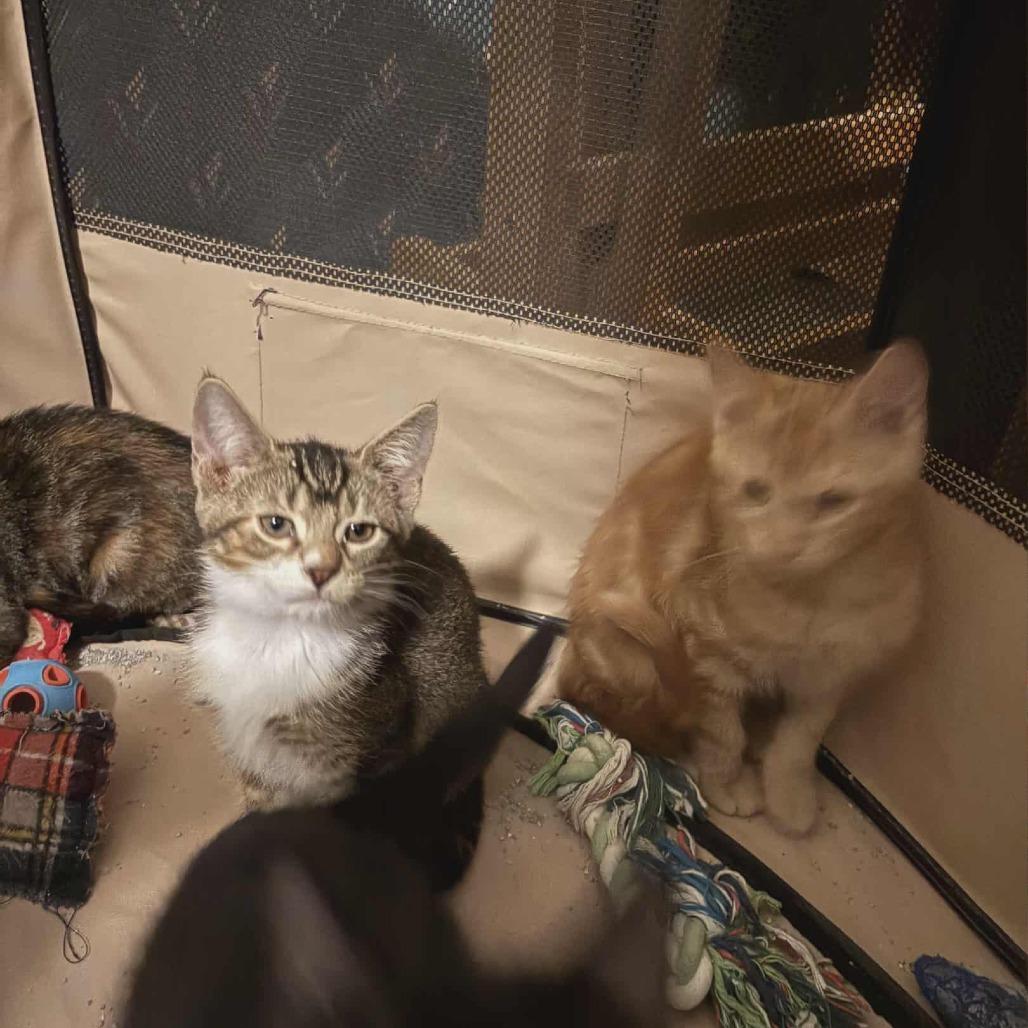 Ramandu, Adoptable, Kitten Female Domestic Short Hair.