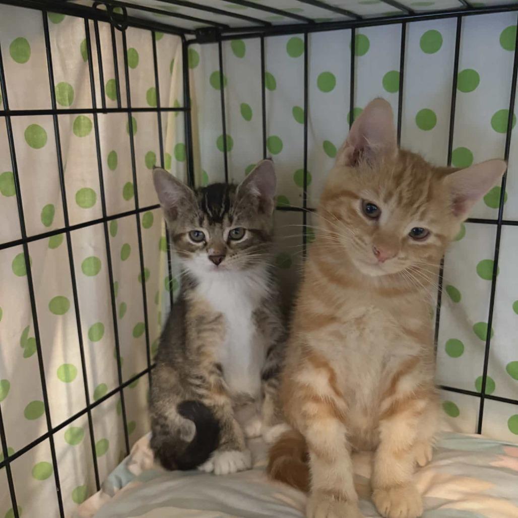 Ramandu, Adoptable, Kitten Female Domestic Short Hair.