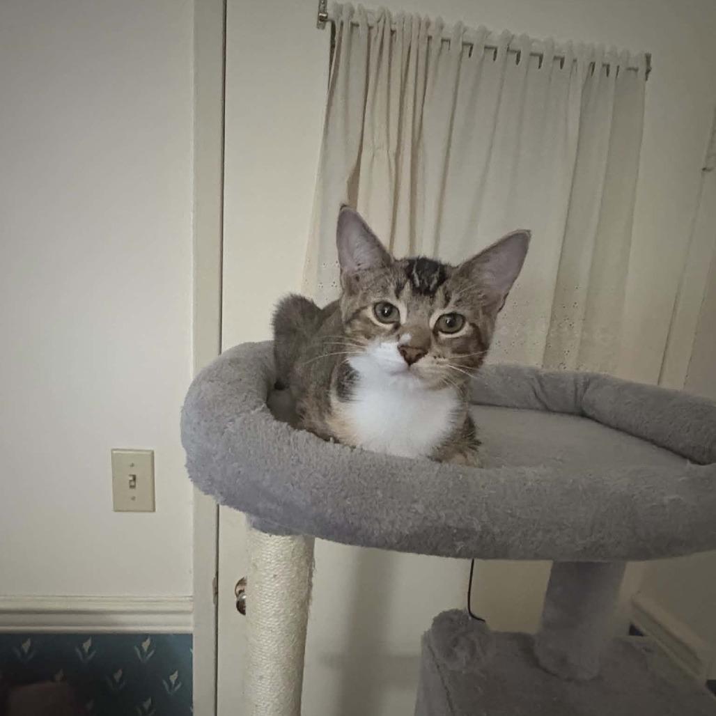 Ramandu, a Adoptable Domestic Short Hair in Abbotsford, BC image 1/6