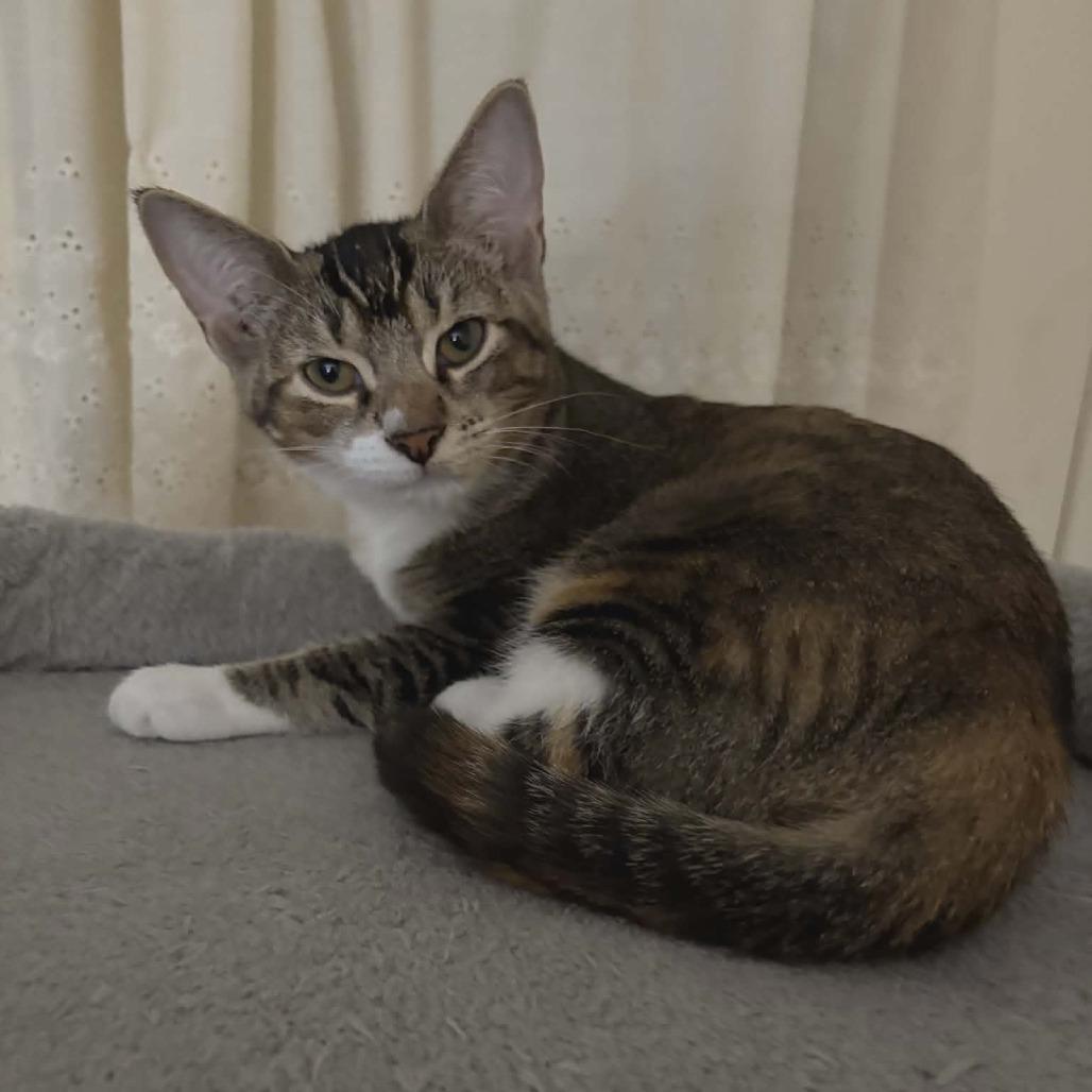 Ramandu, a Adoptable Domestic Short Hair in Abbotsford, BC image 3/6