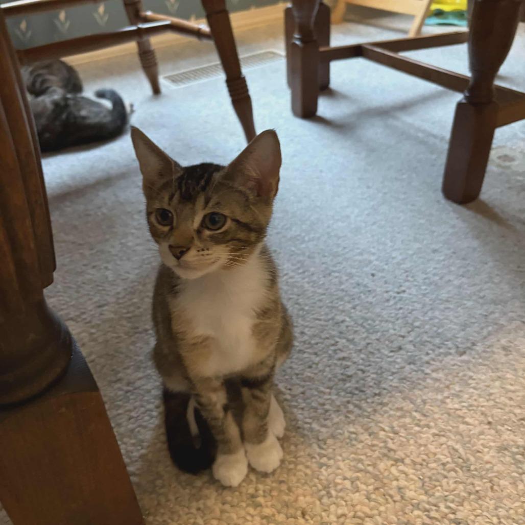 Ramandu, a Adoptable Domestic Short Hair in Abbotsford, BC image 1/3