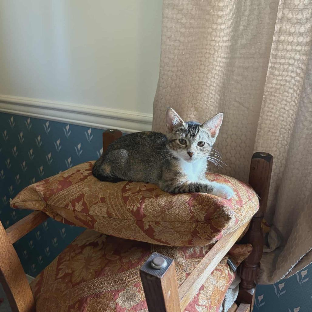 Ramandu, a Adoptable Domestic Short Hair in Abbotsford, BC image 5/6