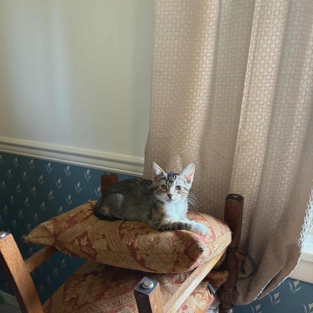 Ramandu, a Adoptable Domestic Short Hair in Abbotsford, BC image 6/6