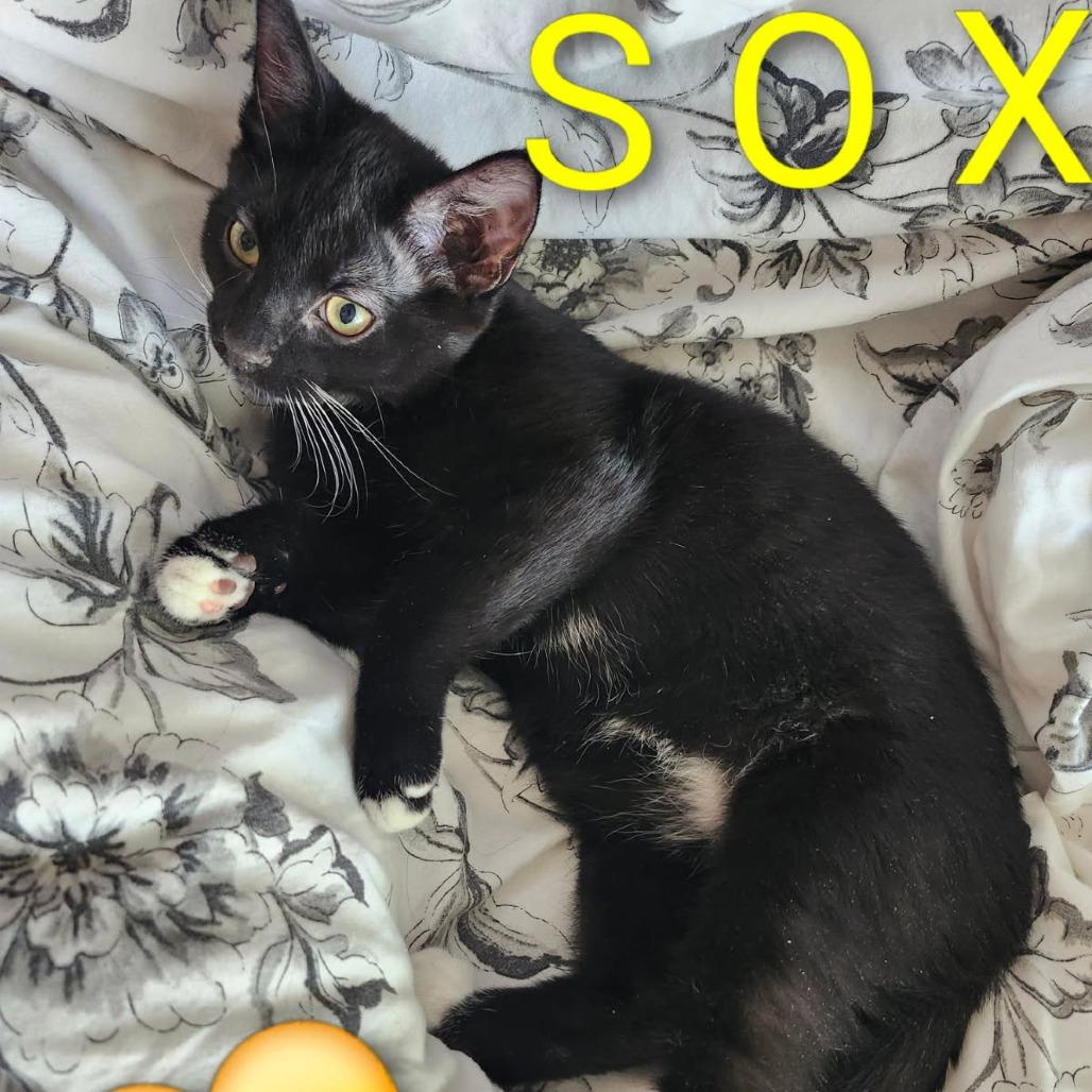 Sox, Adoptable, Kitten Male Domestic Short Hair.