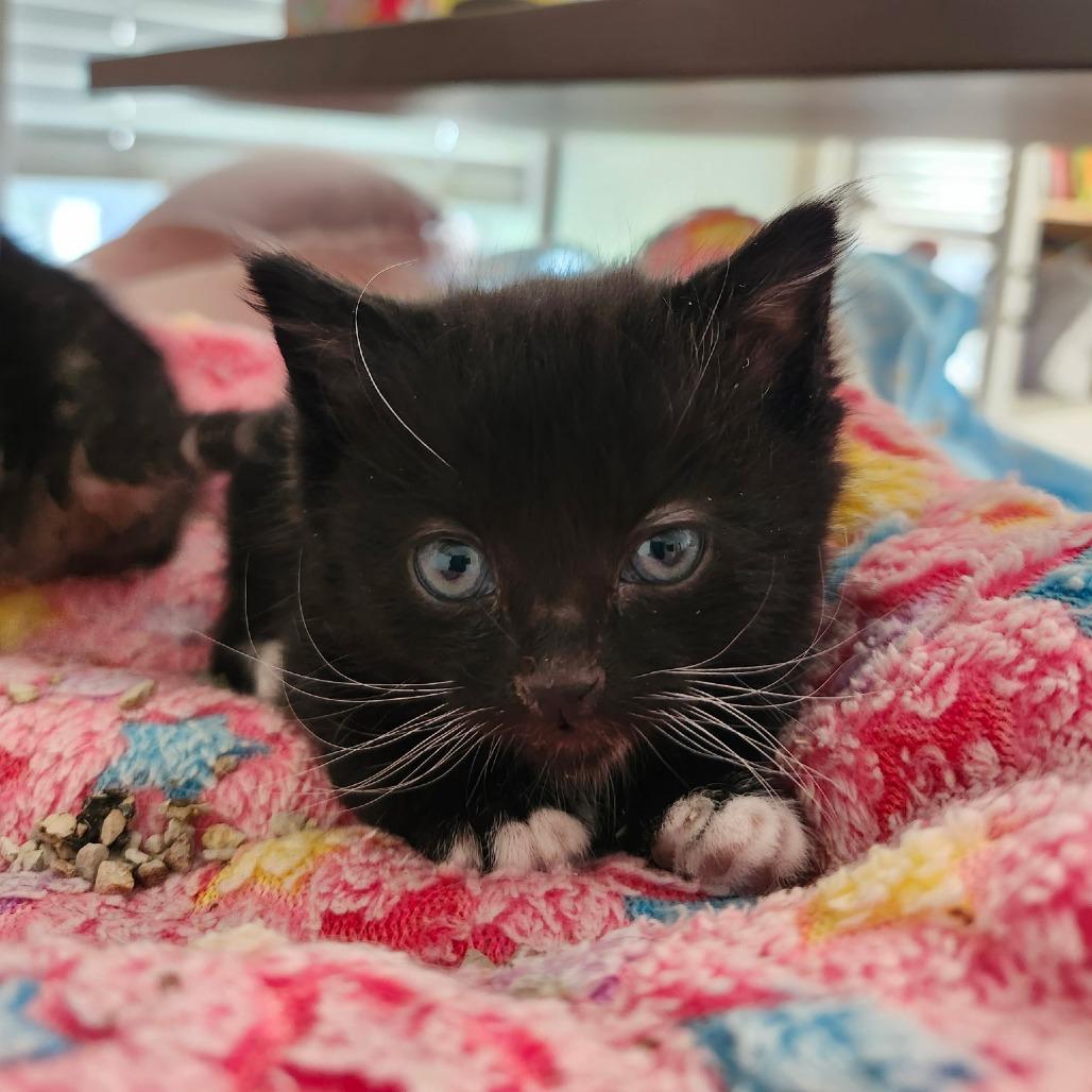 Sox, a Adoptable Domestic Short Hair in Layton, UT image 2/5