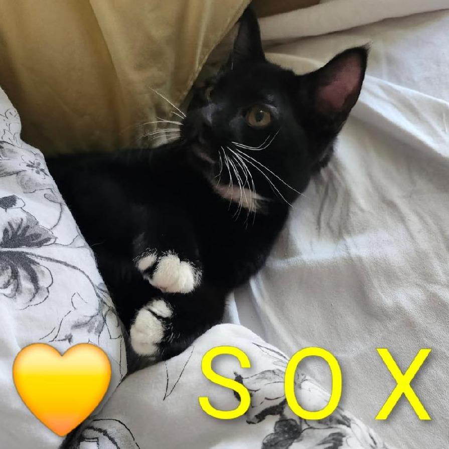 Sox, a Adoptable Domestic Short Hair in Layton, UT image 5/5