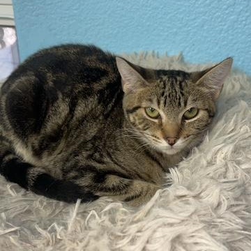 Enlarge Cream, a Adoptable mixed breed in Hollister, CA image 1/1