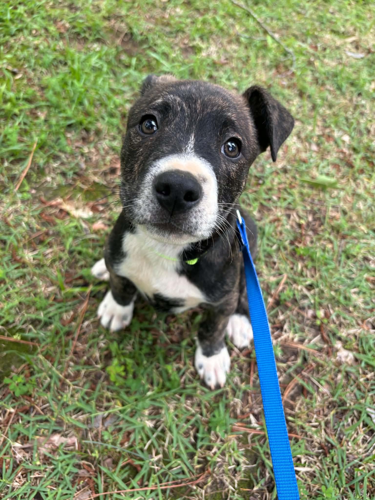 Hudson, a ADOPTABLE mixed breed in Billerica, MA image 2/3