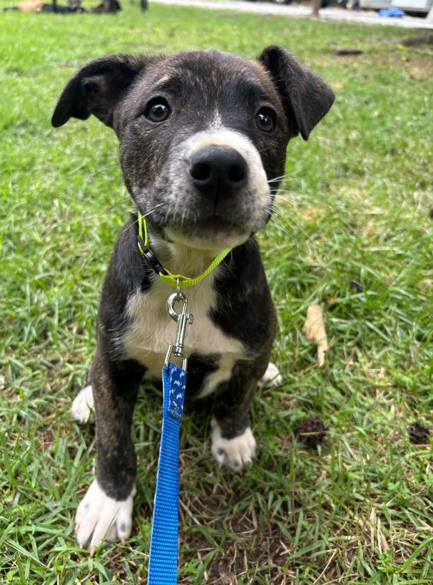 Hudson, a ADOPTABLE mixed breed in Billerica, MA image 1/3