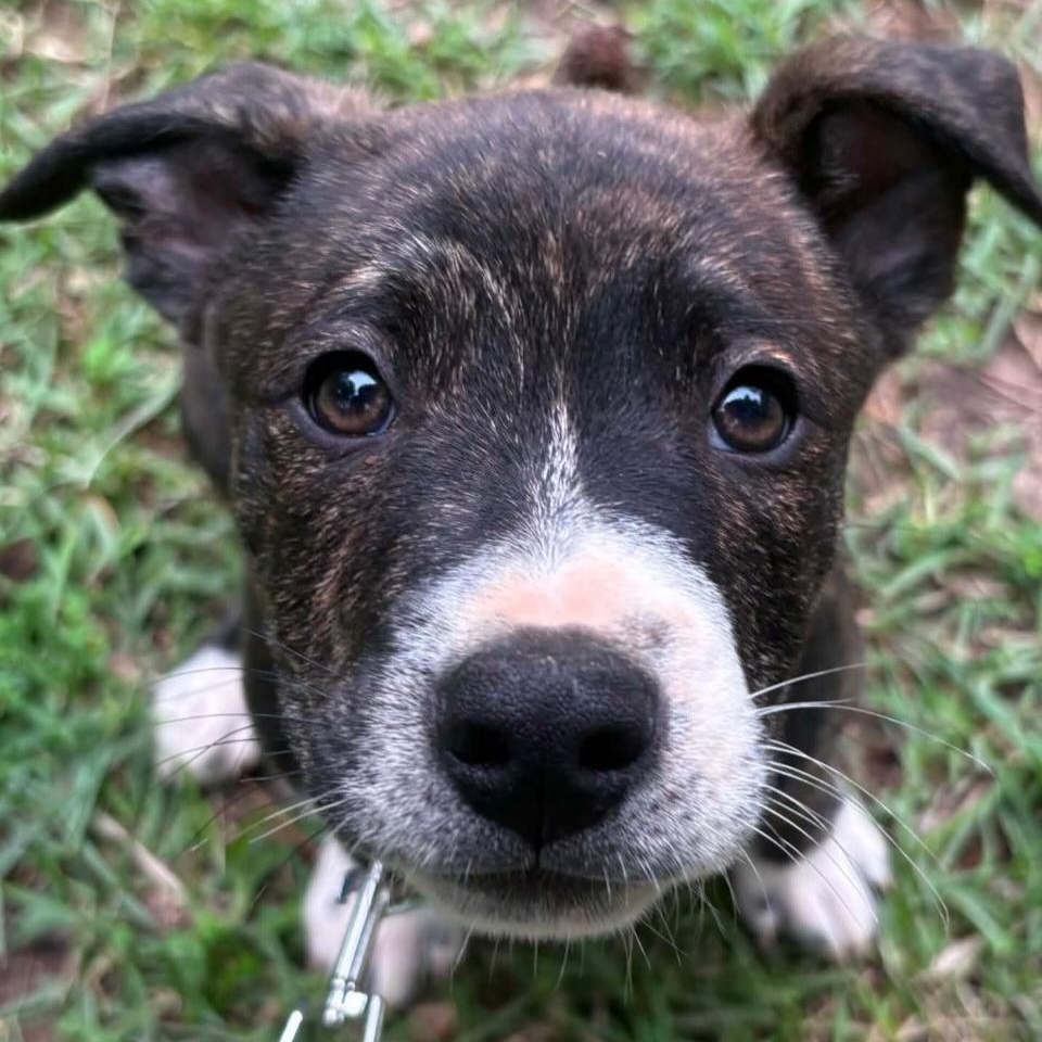 Hudson, a ADOPTABLE mixed breed in Billerica, MA image 3/3