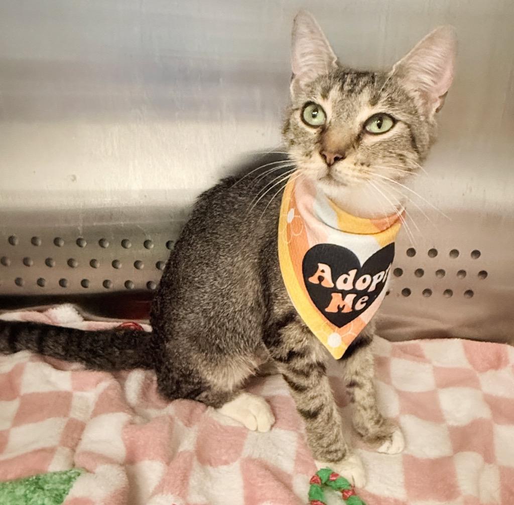 Indigo, Adoptable, Young Female Domestic Short Hair.
