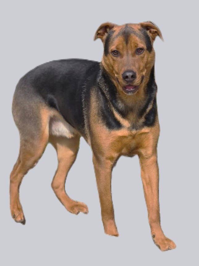 Enlarge Grumpy, a Adoptable mixed breed in Chatsworth, GA image 1/3