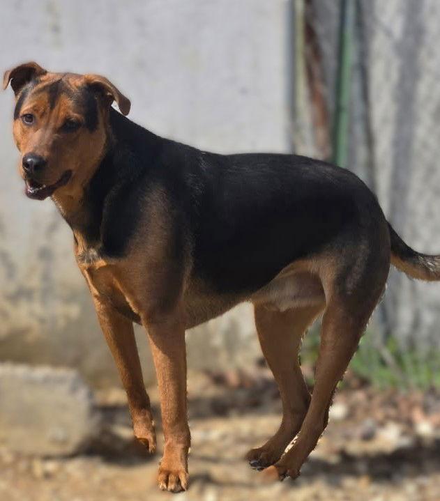 Enlarge Grumpy, a Adoptable mixed breed in Chatsworth, GA image 2/3