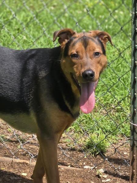 Enlarge Grumpy, a Adoptable mixed breed in Chatsworth, GA image 3/3