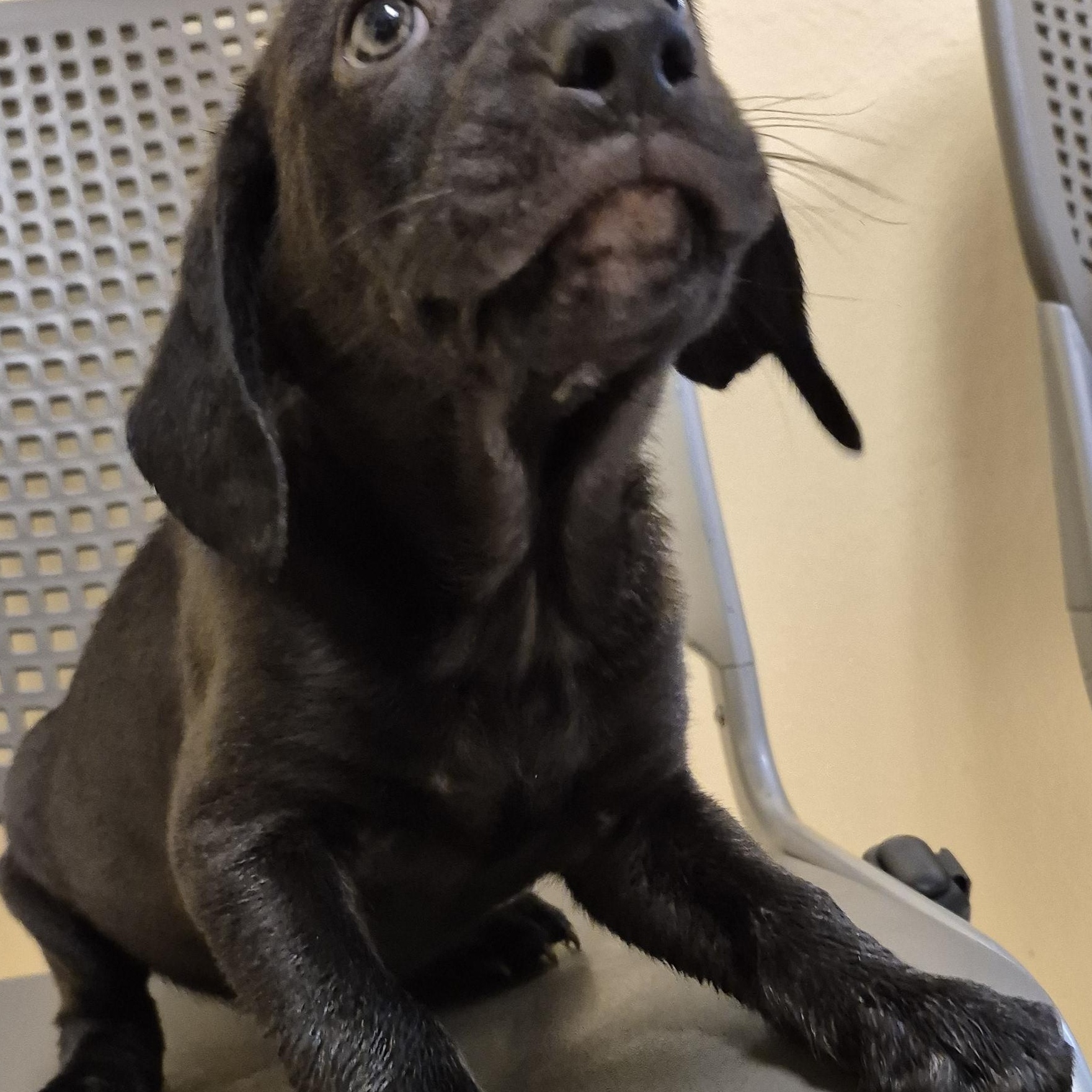 Enlarge Dr. Sloan, an adopted mixed breed in Schertz, TX image 2/3
