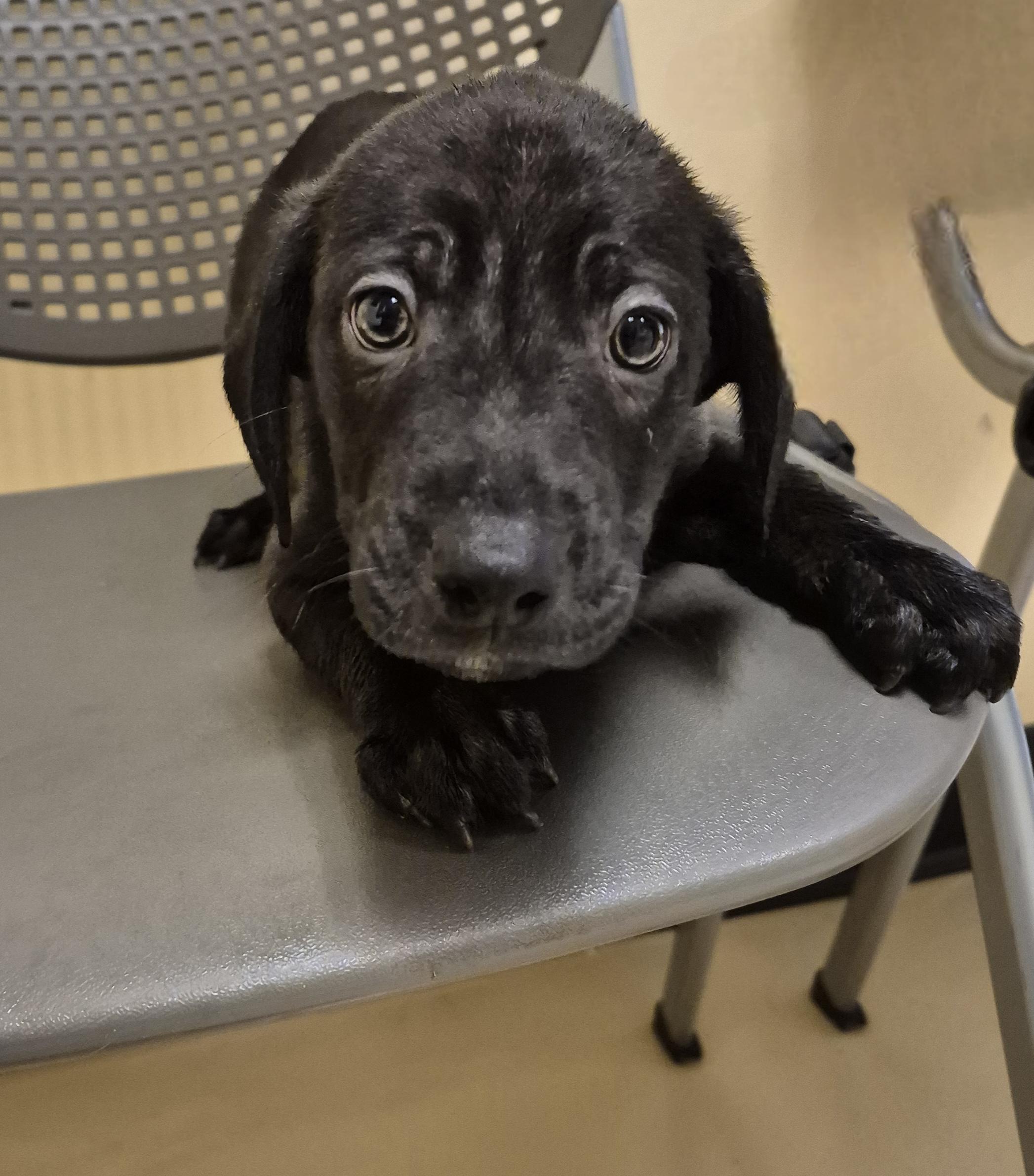Enlarge Dr. Sloan, an adopted mixed breed in Schertz, TX image 1/3
