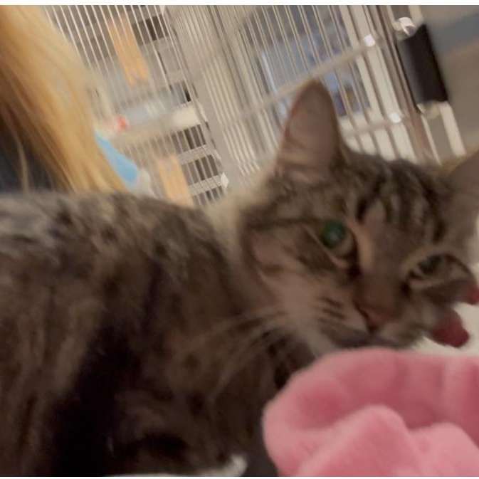 Audrey, a Adoptable mixed breed in North Kingstown, RI image 5/6