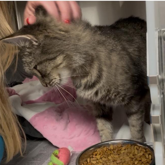 Audrey, a Adoptable mixed breed in North Kingstown, RI image 6/6
