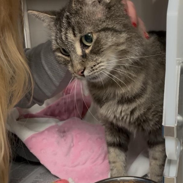 Audrey, Adoptable, Young Female Domestic Short Hair & Tiger.