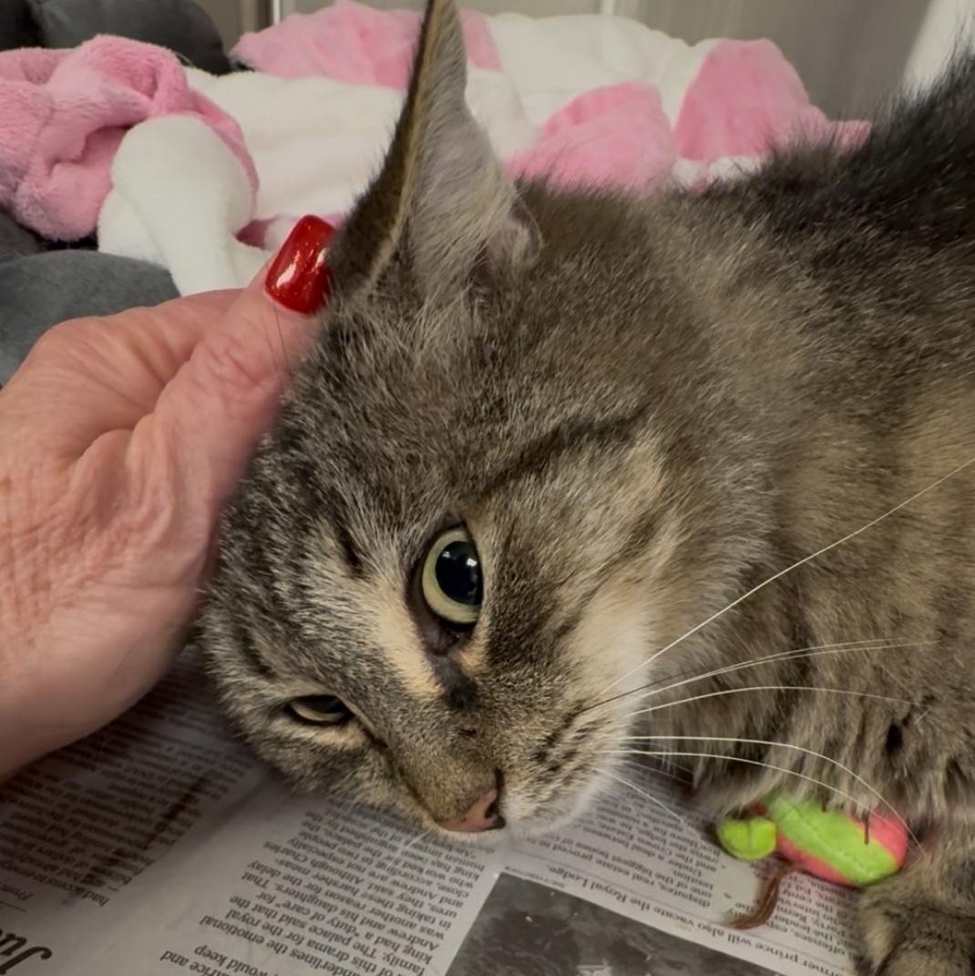 Audrey, a Adoptable mixed breed in North Kingstown, RI image 3/6