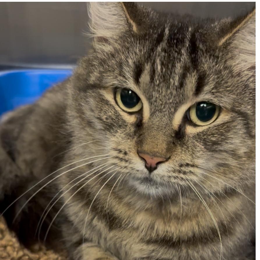 Audrey, a Adoptable mixed breed in North Kingstown, RI image 4/6