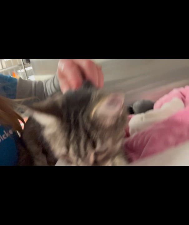 Enlarge Audrey, a Adoptable mixed breed in North Kingstown, RI video 2/6