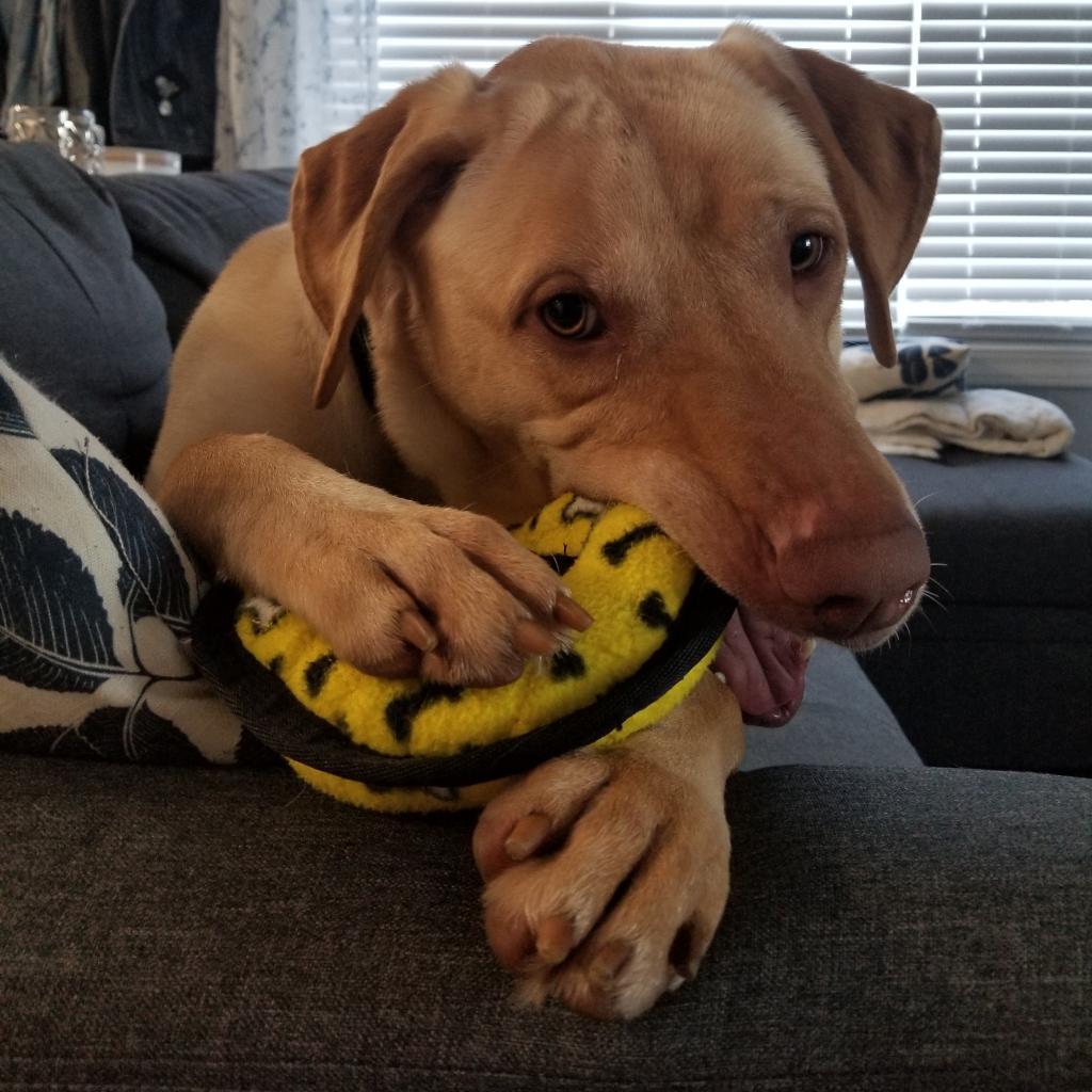 Enlarge Ryder, a Adoptable mixed breed in Northbrook, IL image 1/6