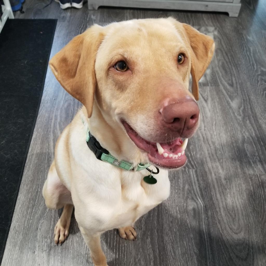 Enlarge Ryder, a Adoptable mixed breed in Northbrook, IL image 2/6