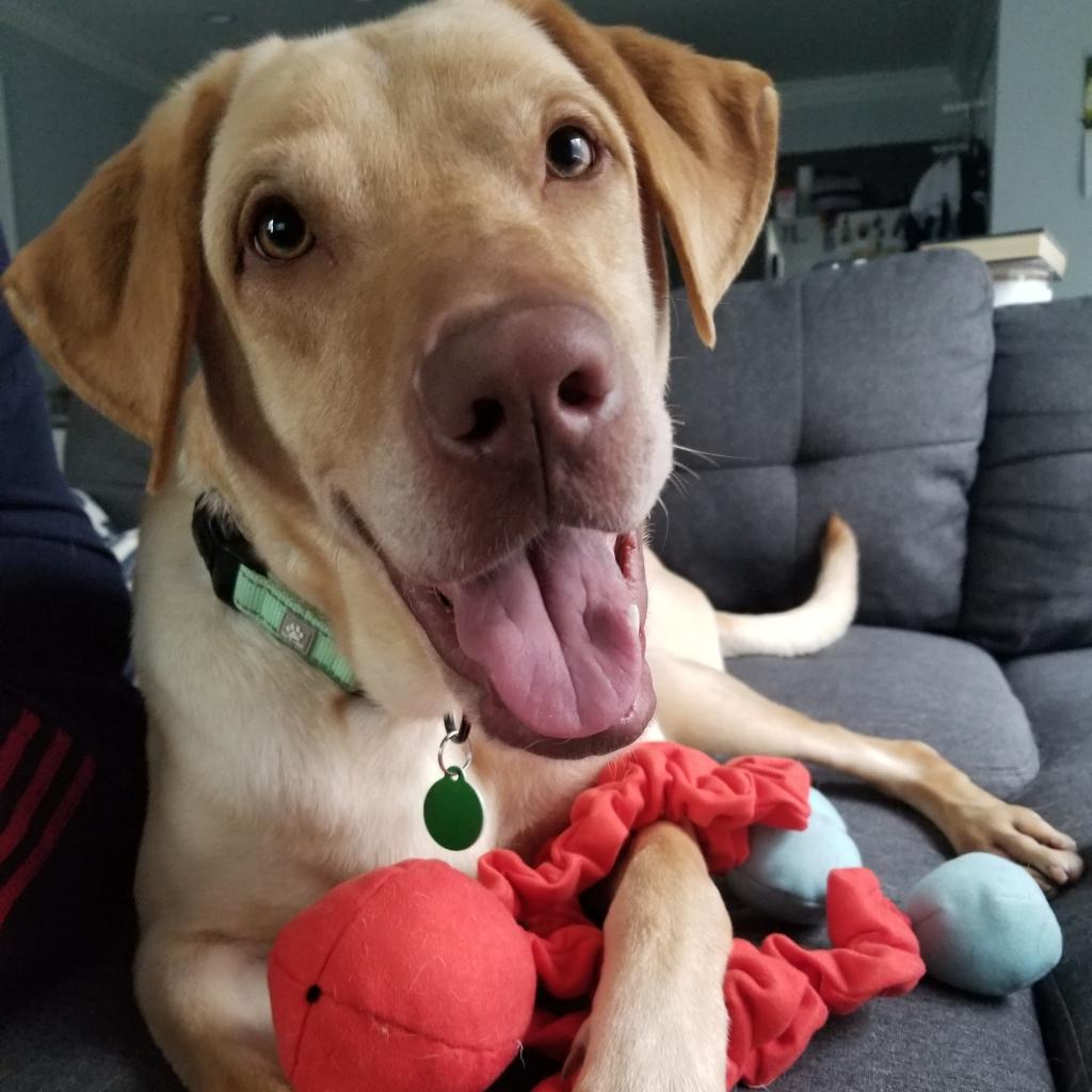 Enlarge Ryder, a Adoptable mixed breed in Northbrook, IL image 3/6