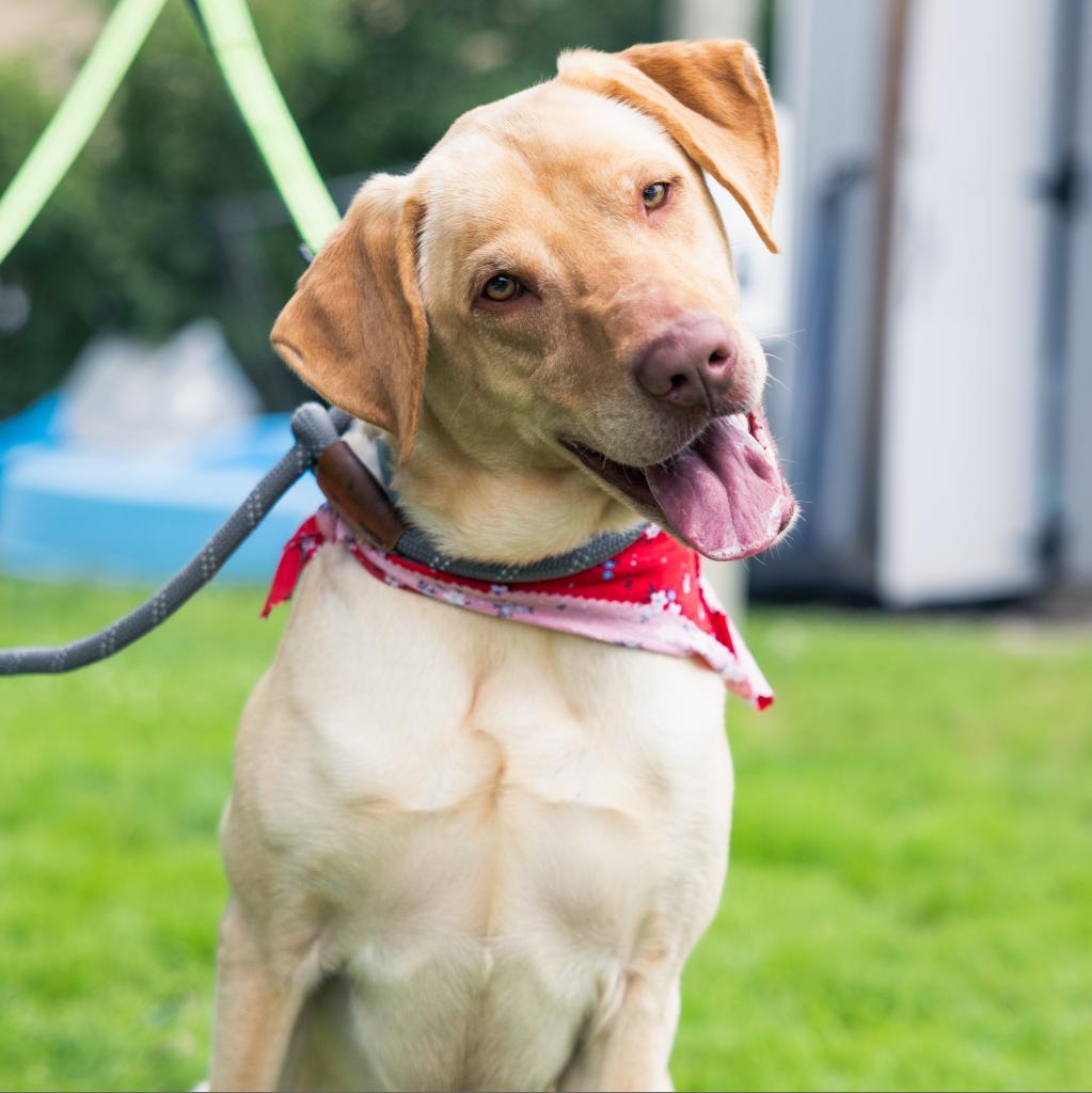 Enlarge Ryder, a Adoptable mixed breed in Northbrook, IL image 4/6