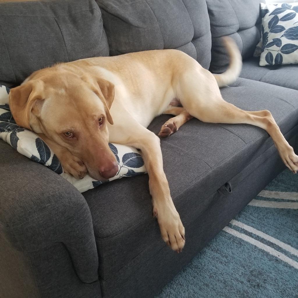 Enlarge Ryder, a Adoptable mixed breed in Northbrook, IL image 5/6