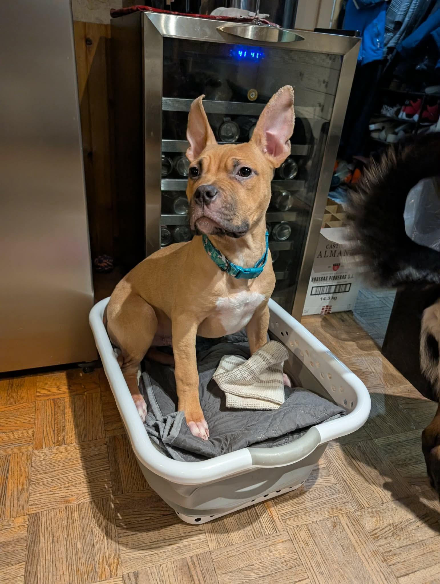 Enlarge Bruce, a Adopted mixed breed in Hawkestone, ON image 1/3