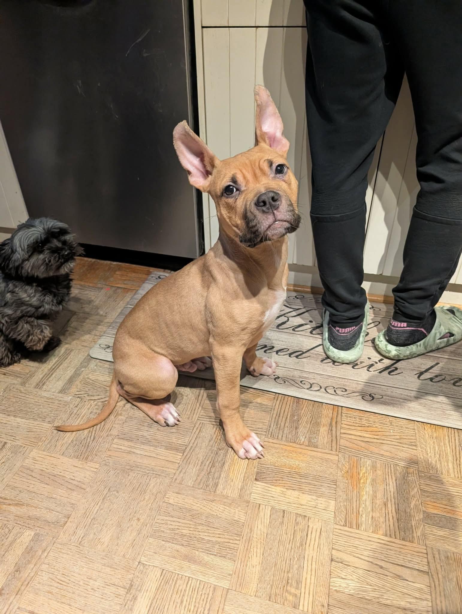 Enlarge Bruce, a Adopted mixed breed in Hawkestone, ON image 2/3