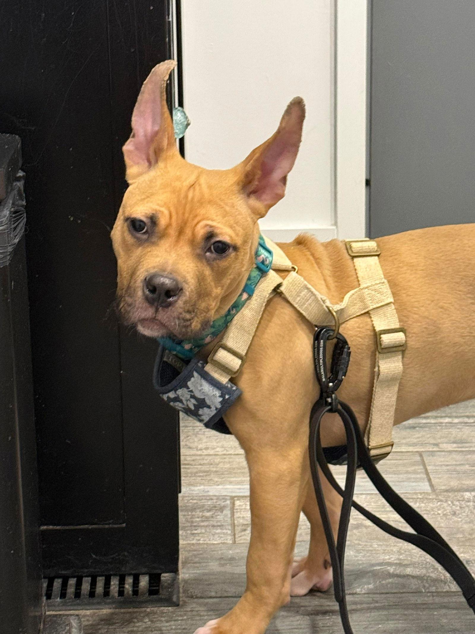 Enlarge Bruce, a Adopted mixed breed in Hawkestone, ON image 3/3