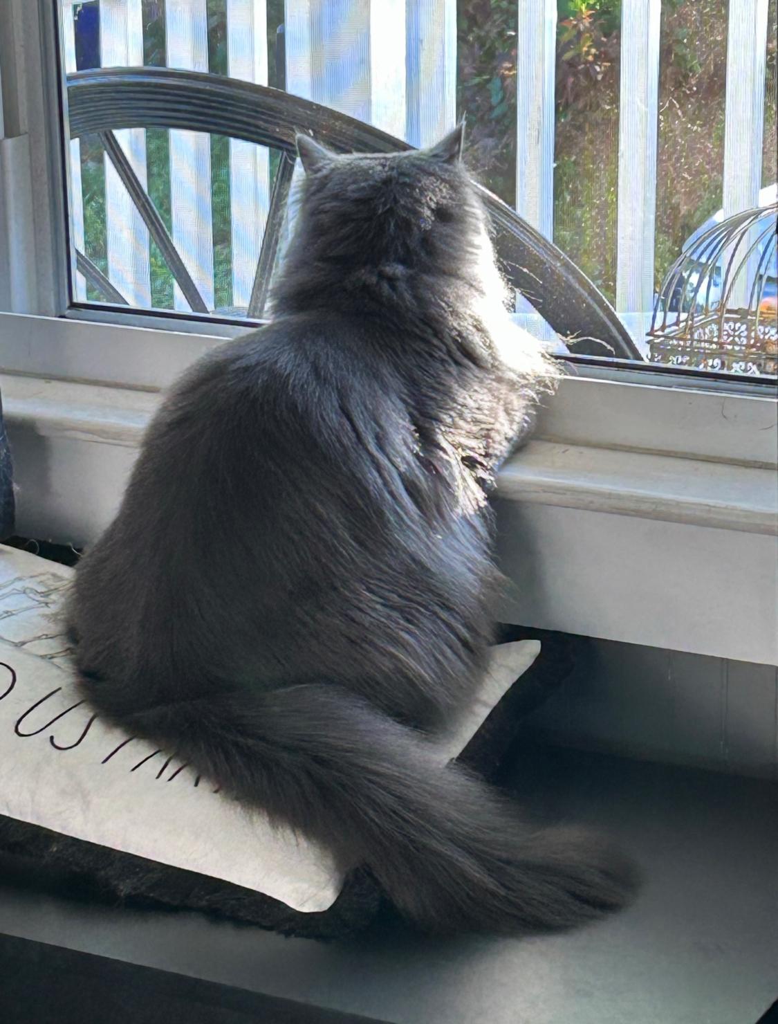 Enlarge Smudge - available locally for meet & greet, a Adoptable Domestic Long Hair in Warwick, RI image 3/5