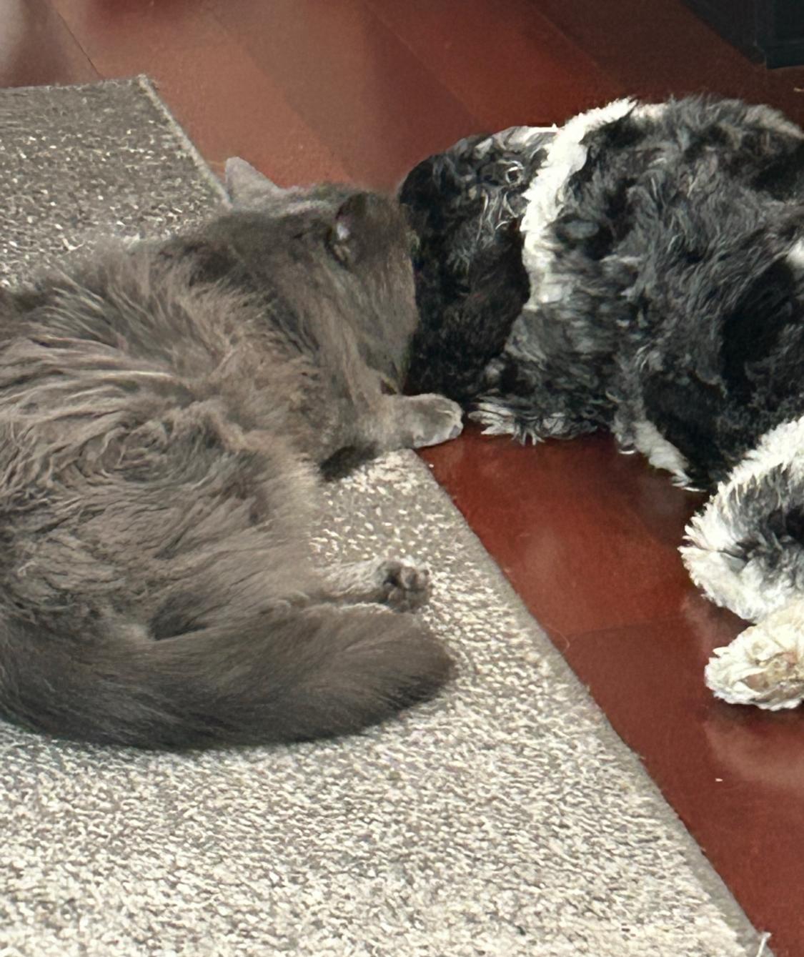 Enlarge Smudge - available locally for meet & greet, a Adoptable Domestic Long Hair in Warwick, RI image 4/5
